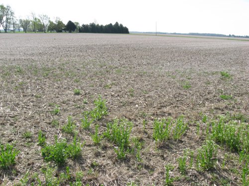 Property photo 35 - 172 Acres Offered in 3 Tracts - Prime Farmland